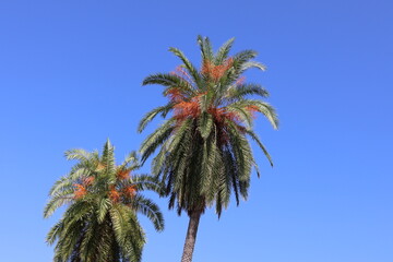 Palm trees against blue sky