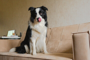 Cute puppy dog border collie sitting playing with funny face on couch at home indoors. Pet dog resting on cozy sofa. Pet care and animals concept. Funny emotional dog