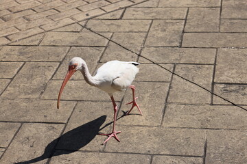 white stork ciconia
