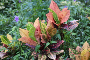 Obraz premium Red and yellow leaves