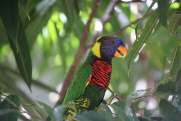 Rainbow lorikeet in the tree