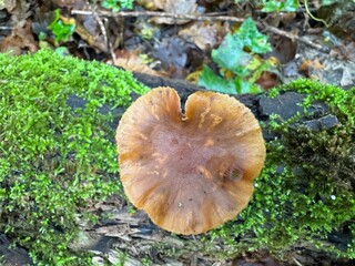 A close-up view of a brown mushroom growing on a fallen log surrounded by moss in a dense forest during autumn