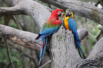 Red and blue macaw