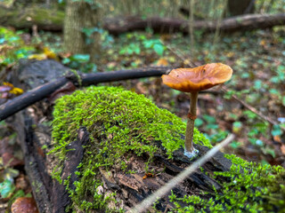 Mushroom growing on a moss-covered log in a tranquil forest during autumn season