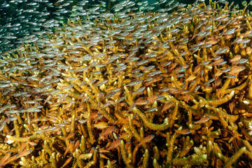 Malaysia, Sabah, Mabul, Coral reef