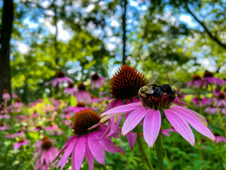 bee on a cone flower