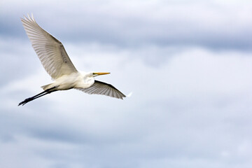 Egret in flight