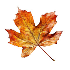 Obraz premium Autumn leaves Isolated On Transparent Background