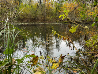 Tranquil autumn landscape reflecting trees and foliage in a serene pond surrounded by nature during a cool afternoon