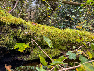 Moss-covered log in a lush forest during autumn, showcasing vibrant greens and fallen leaves