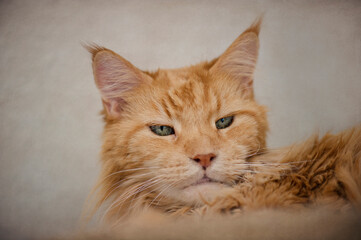 Porträt einer red tabby Maine Coon Katze