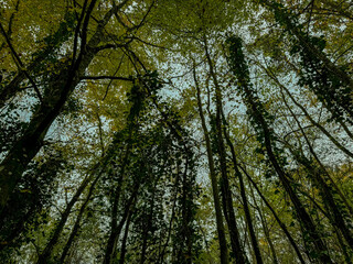 Tall trees with green leaves and climbing vines reach for the sky in a peaceful forest during autumn