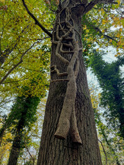 Fototapeta premium A twisted vine clings to the trunk of a large tree in a lush forest during autumn showcasing nature's unique artistry