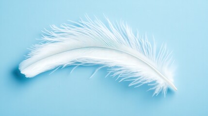 Single White Feather on Light Blue Background
