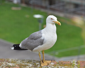 RITRATTO DI UN GABBIANO REALE