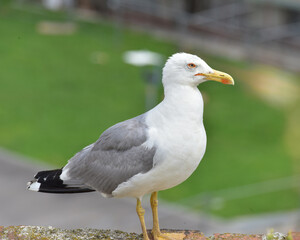 Ritratto di Gabbiano Reale (Larus michahellis)  europeo in piedi su sfondo verde sfocato. Fotografia di uccelli selvatici urbani.