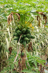 Fototapeta premium A bunch of green bananas hanging from a tree