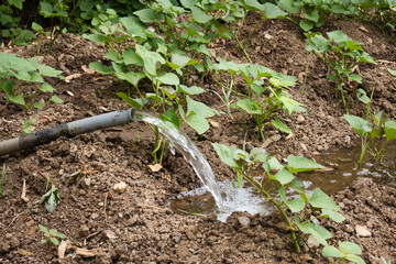A hose is spraying water onto a garden