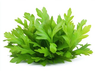 Bright Green Aquatic Plant with Fine Leaves