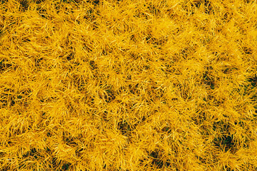 close-up view of yellow grass-like vegetation creating a dense organic texture with vibrant warm tones and soft natural light
