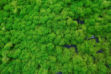 Close-up of vibrant green moss covering a natural surface from above. 