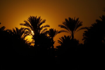 Golden hour magic with palm trees against the evening sky