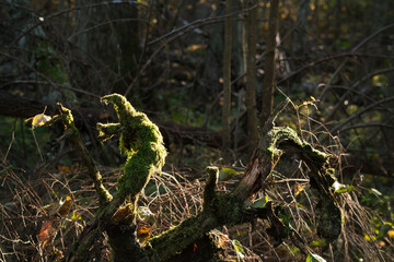 Picturesque forest snag