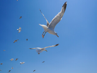 Flock of seagulls soaring gracefully through a vibrant blue sky, with wings outstretched, capturing the beauty and freedom of flight on a sunny day.