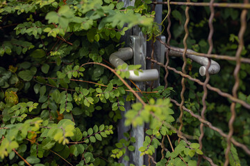 Old Gate Hidden Among the Shrubs