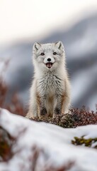 Obraz premium Smiling Arctic Fox in Snowy Landscape with Red Berries, Wildlife Portrait Photography