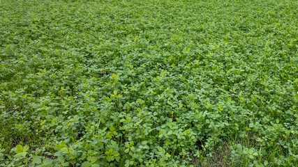 A lush green field of clover symbolizes good luck and is perfect for St Patrick's Day celebrations and themes