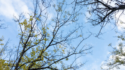Looking up at the bare branches of autumn trees against a blue sky, symbolizing change and the fall season