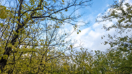 A serene view of leafy trees against a blue sky captures the essence of spring renewal and nature conservation