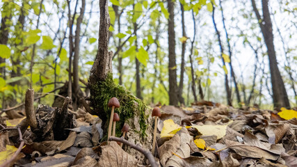 Obraz premium Mushrooms grow amidst fallen leaves and mossy logs in a tranquil autumn forest, symbolizing nature's renewal and the fall season