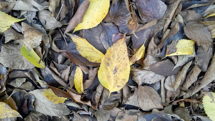 A collection of vibrant yellow and brown autumn leaves scattered on the ground embodies the beauty...
