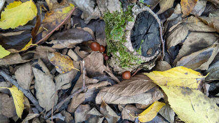 Cluster of brown mushrooms emerging from mossy log surrounded by fallen autumn leaves, symbolizing nature's cycle and fall harvest
