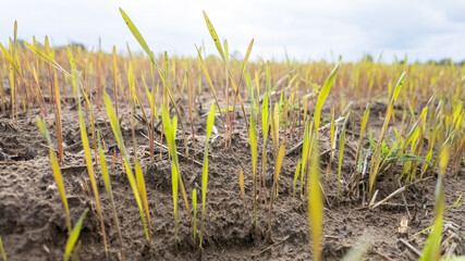 Close-up of green seedlings sprouting in a field symbolizing growth and sustainability amidst climate change challenges