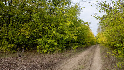 A scenic dirt path leads through a lush forest with vibrant green foliage, ideal for nature exploration and peaceful retreats