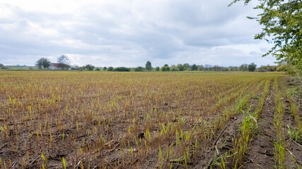 Obraz premium A vast, freshly harvested field stretches under a cloudy sky, symbolizing the cycle of agriculture and sustainability