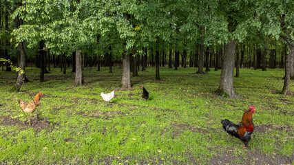 Chickens roam freely in a lush forest, embodying sustainability and natural farming practices for Earth Day inspiration