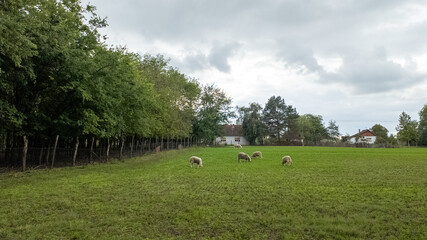 Sheep graze peacefully in a lush green field beside trees and country houses, embodying rural life and tranquility in spring