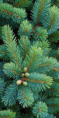 Lush fir tree branches with developing cones in a natural setting
