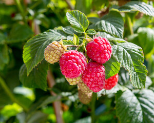Raspberry bush close-up.