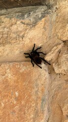 Spider in mexico