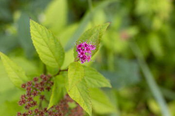 Delicate Lilac Flower Against Greenery