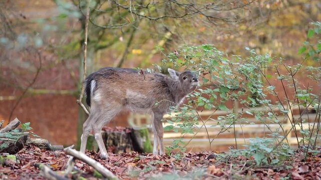 reh beim essen slow motion