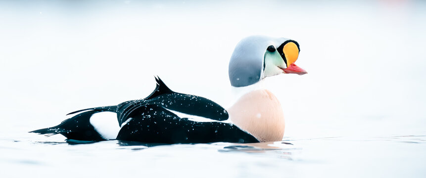 King eider in snow