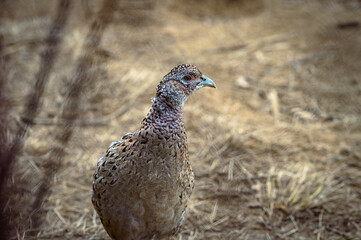 Obraz premium pheasant male and female pheasant, close up view, wild bird
