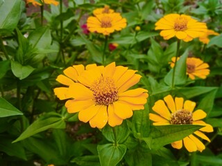 Zinnia flowers are bright yellow
