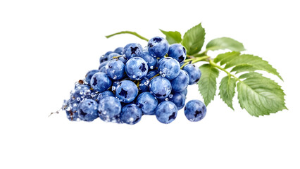 Blueberry cluster with green leaves on white background